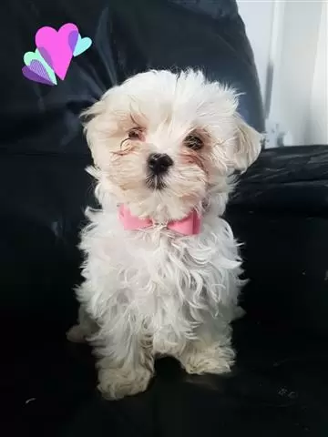 $600 : Secured Maltese puppies image 1