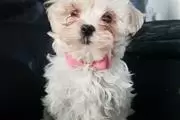 Secured Maltese puppies en Nashville