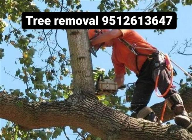 Tree removal services image 1