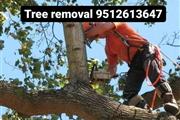 Tree removal services en San Bernardino