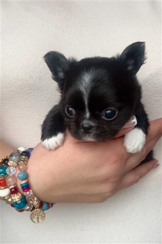 $250 : Teacup Chihuahua puppies image 8