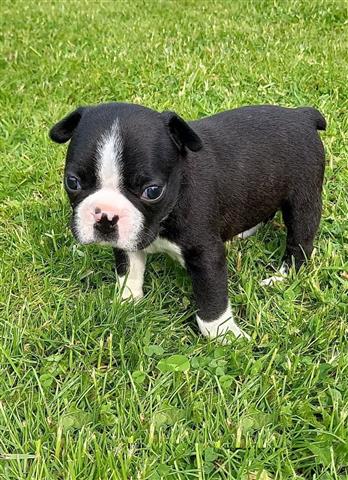 $400 : adorable Boston Terrier image 2