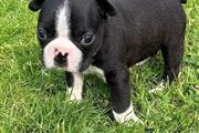 $400 : adorable Boston Terrier thumbnail