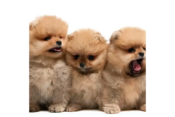 $350 : Pomerania taza de té image 1