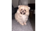 $650 : Pomeranian thumbnail