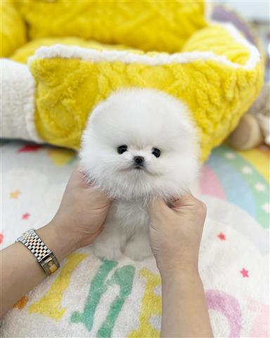 $250 : Pomeranian puppies for sale image 2