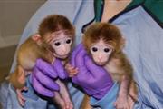$1400 : capuchin baby monkeys for sale thumbnail
