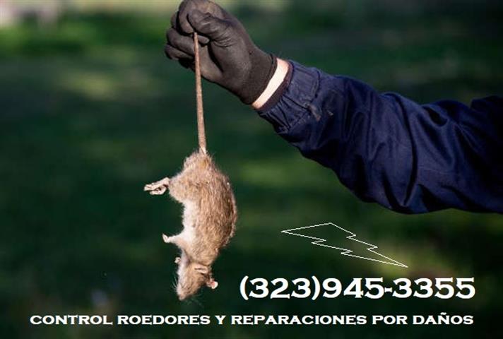 RODENTS PEST CONTROL SERVICES image 2