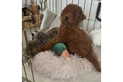 $400 : Toy poodle For sale thumbnail