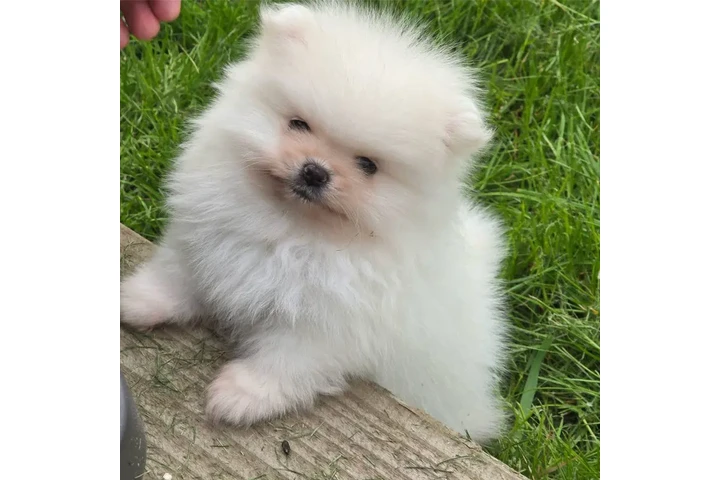 $310 : Pure White  Pom for sale image 3