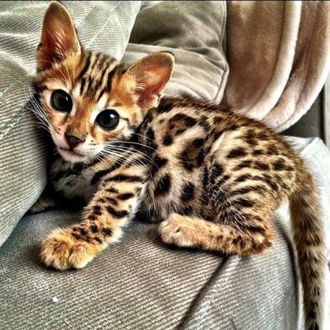 $100 : Bengal Kittens For Sale Pedig❤ image 1