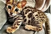 Bengal Kittens For Sale Pedig❤ en Los Angeles