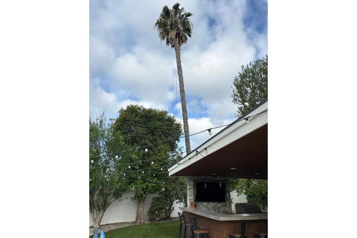 Tree and Landscaping Ramirez image 5