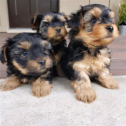 $400 : purebred yorkie puppies image 2