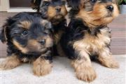 $400 : purebred yorkie puppies thumbnail