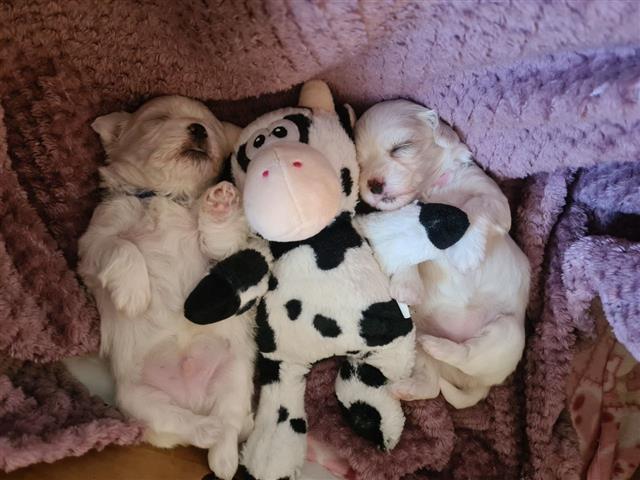 $500 : Adorable Maltese puppies image 3