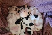 $500 : Adorable Maltese puppies thumbnail