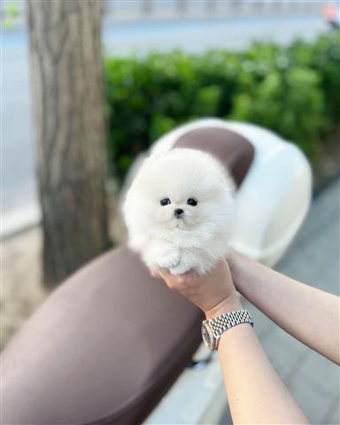 $250 : Pomeranian and chihuahua puppi image 2