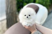 $250 : Pomeranian and chihuahua puppi thumbnail