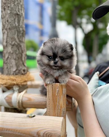 $350 : Pomerania en venta image 1