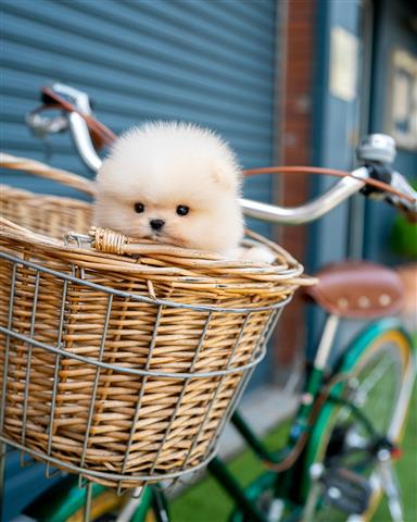 $250 : Pomeranian puppy for adoption image 1