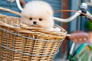 Pomeranian puppy for adoption en Los Angeles