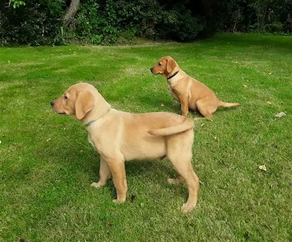 $480 : Buy Golden Retriever Pups image 3