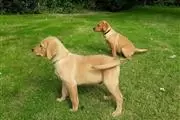 $480 : Buy Golden Retriever Pups thumbnail