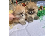 $355 : Adorable Pomeranian Puppies thumbnail