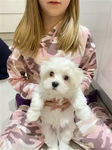 $550 : Adorable Maltese puppies image 2