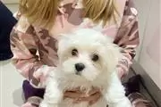 $550 : Adorable Maltese puppies thumbnail