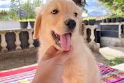 Cachorrita Golden Retriever en Miami