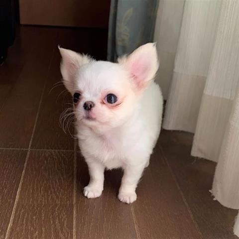 $400 : Chihuahua Puppies for sale image 3