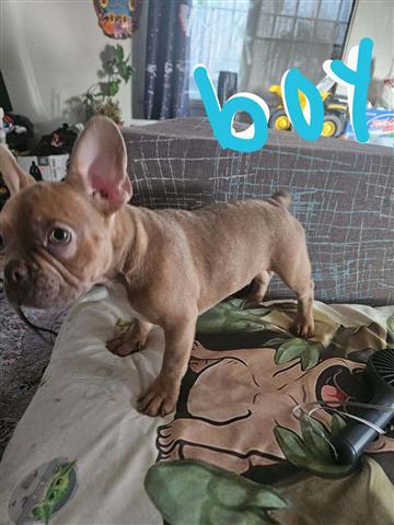 $600 : French bulldog image 2