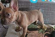 $600 : French bulldog thumbnail