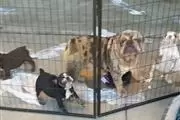 English Bulldog puppy for sale en Las Vegas