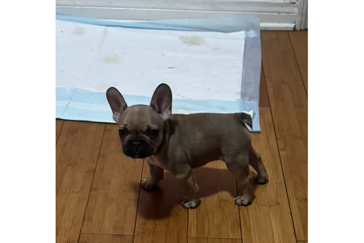 $230 : French bulldog image 2