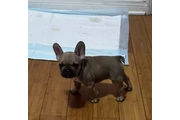 $230 : French bulldog thumbnail