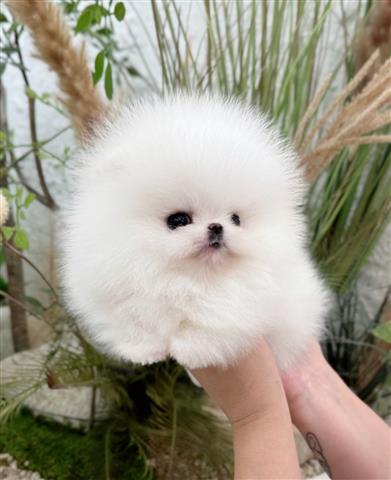 $250 : Teacup Pomeranian puppies image 6