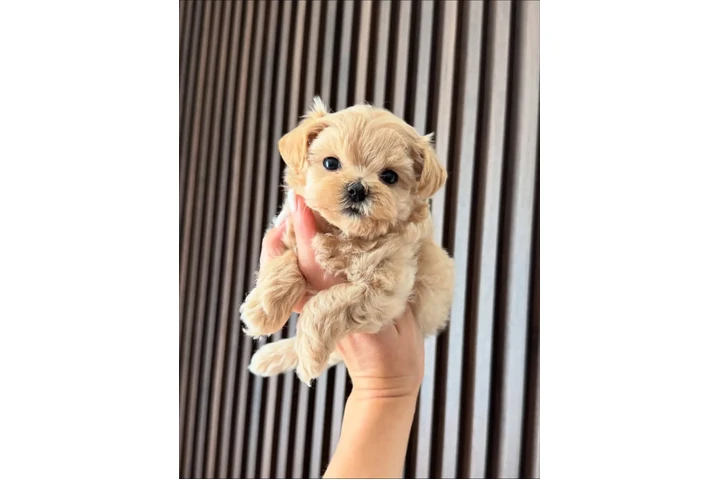 $350 : Cachorro Maltipoo image 2