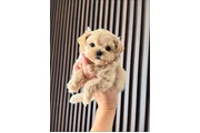 $350 : Cachorro Maltipoo thumbnail