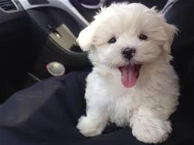 $500 : Gorgeous Maltese Available image 1