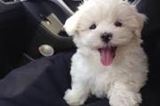 Gorgeous Maltese Available