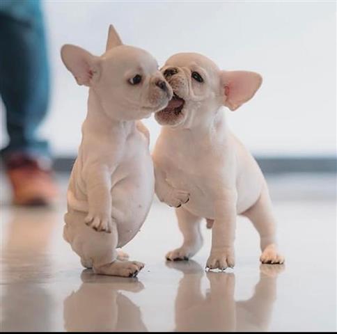 $800 : Cachorros de bulldog francés e image 1