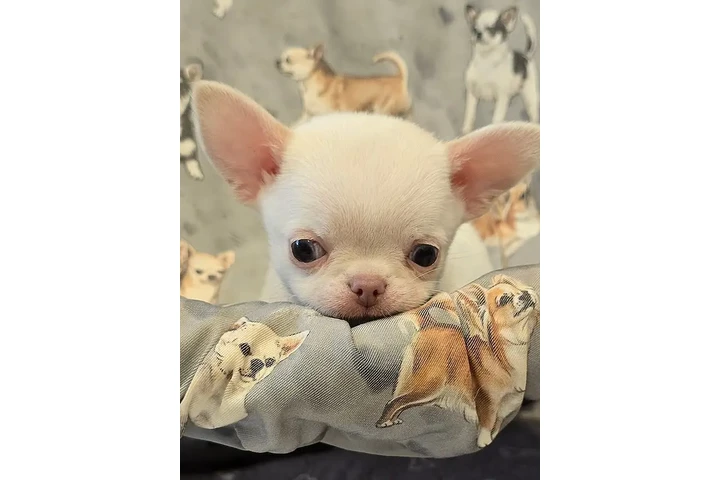 $350 : Cachorros Chihuahua en venta image 1