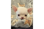 Cachorros Chihuahua en venta en Madison WV