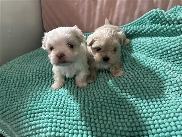 $350 : Cachorro Maltipoo en venta image 1