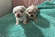 Cachorro Maltipoo en venta en Atlanta