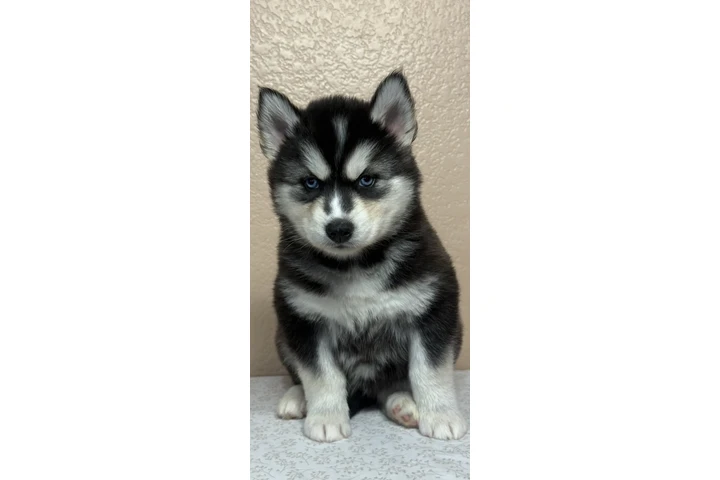 $400 : Siberian Husky image 4