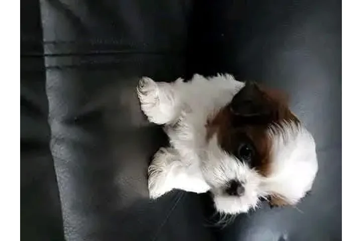 $350 : Shih Tzu taza de té image 2